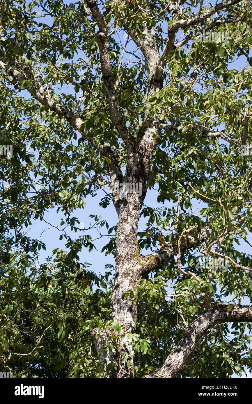 Castanea sativa. Sweet Chestnut tree. Stock Photo