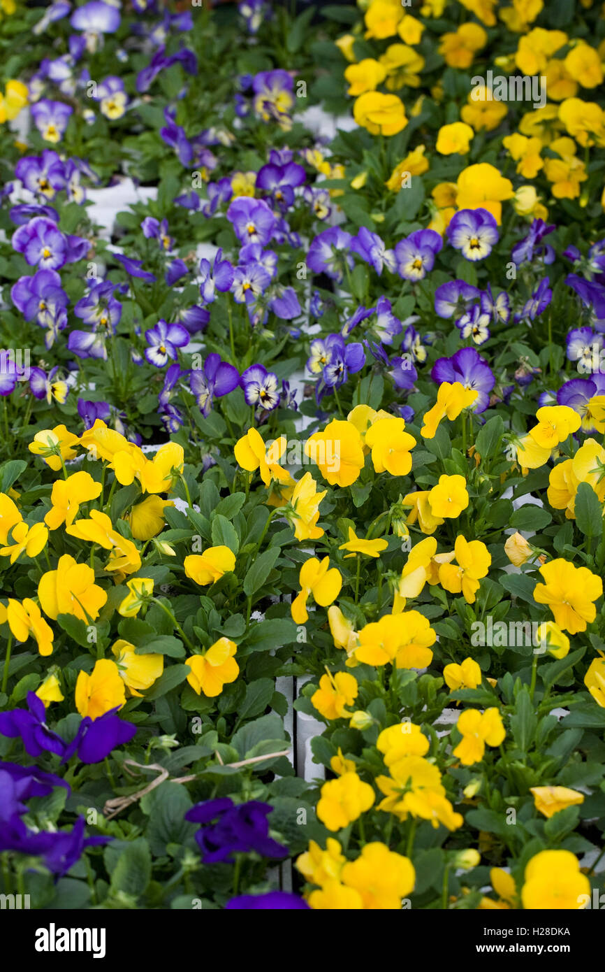 Blue and Yellow violas for sale. Stock Photo