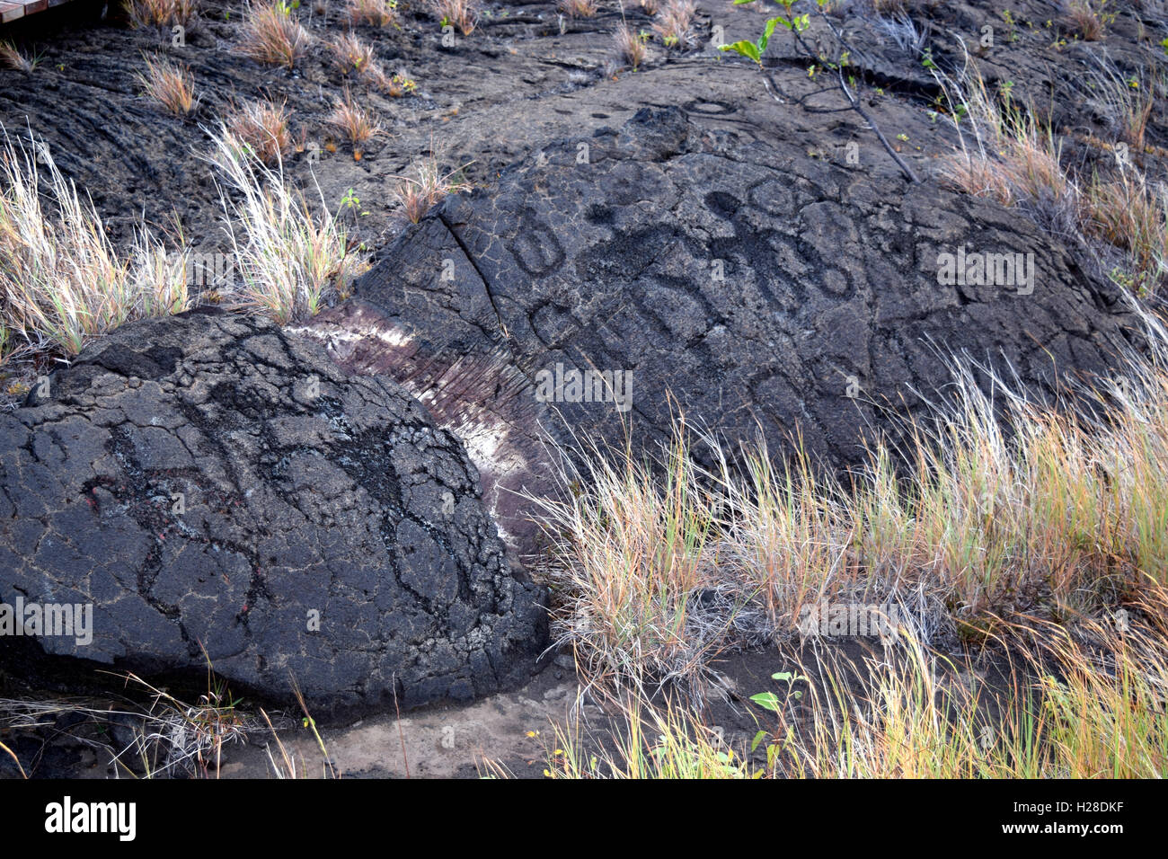 Puu Loa Petroglyphs on Chain of Craters Road in Hawaii Volcanoes National Park Stock Photo