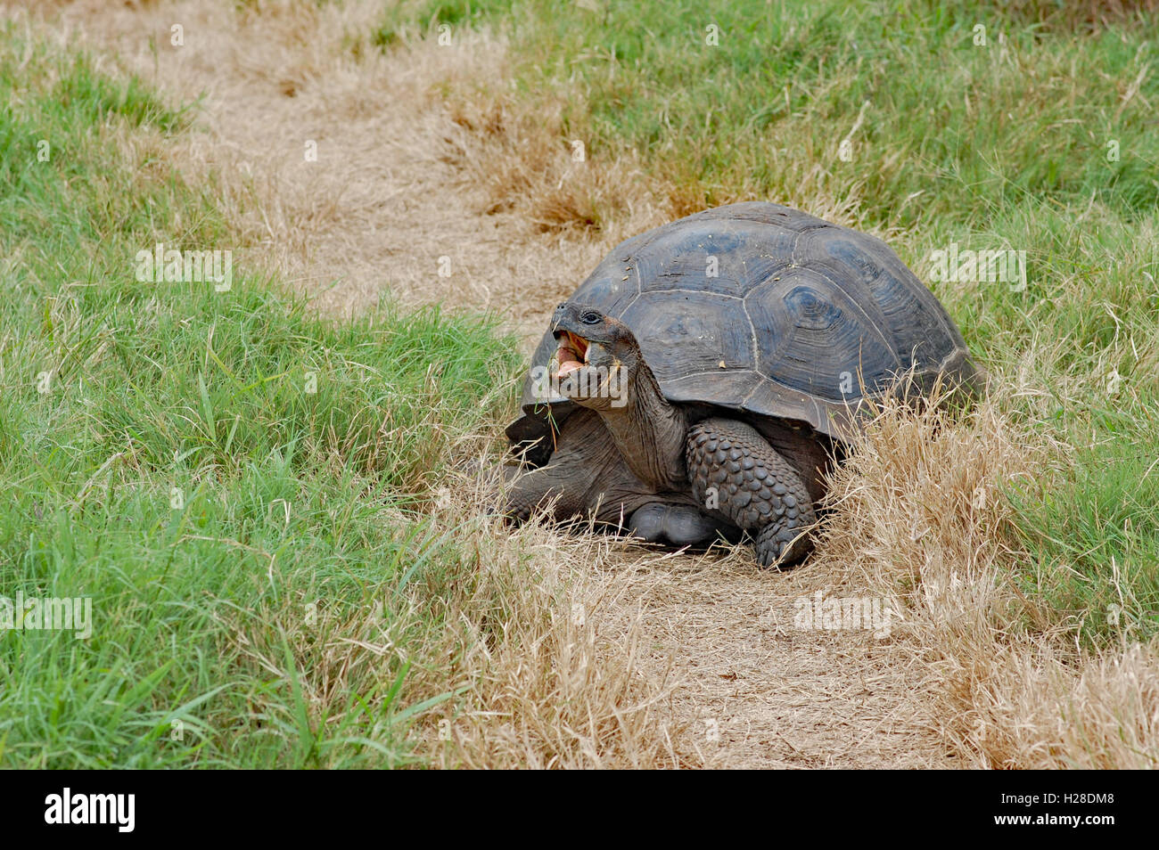 giant Galapagos tortoise in a grass field at El Chato Tortoise Reserve ...