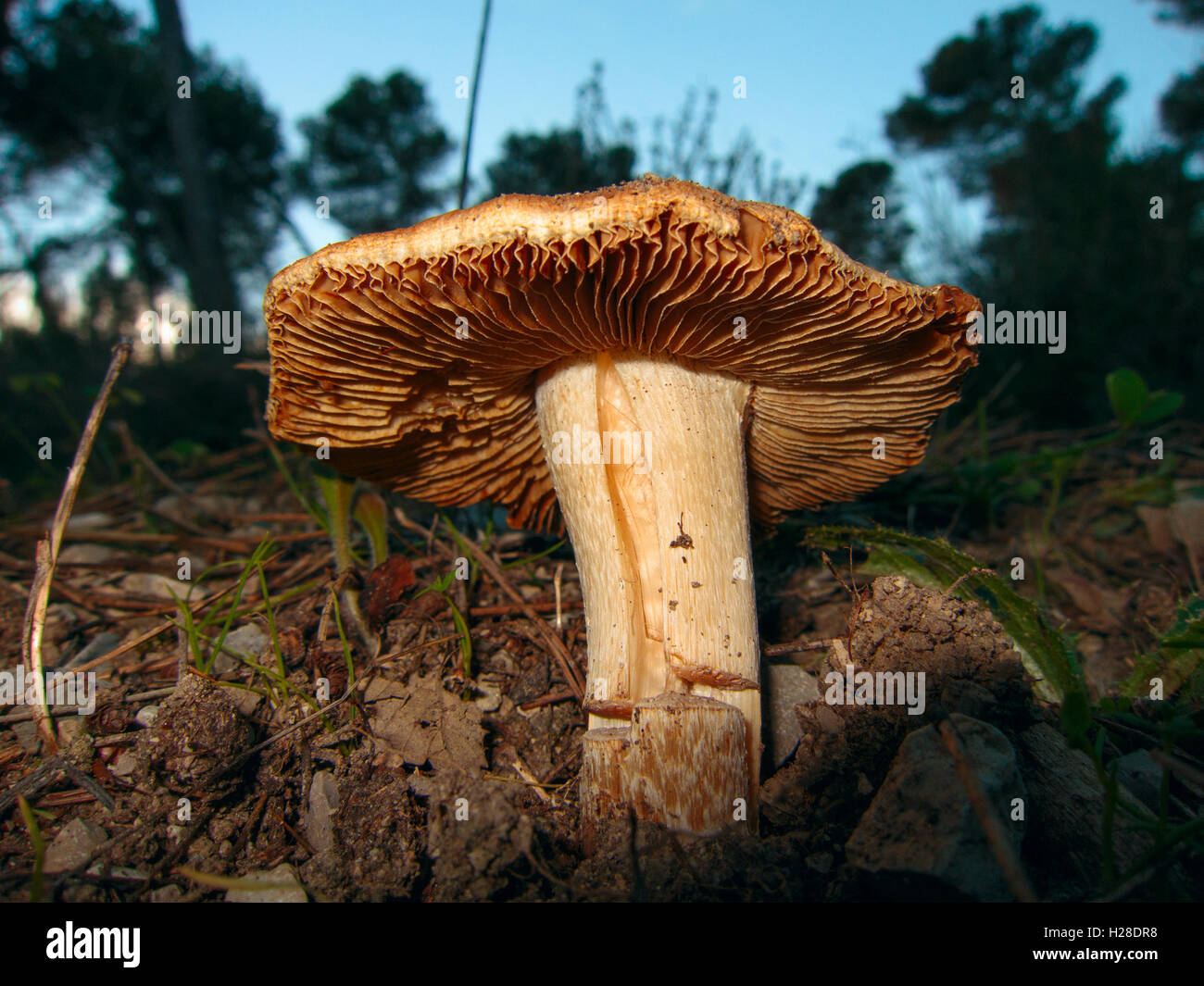 Mushroom - Jamor - Portugal Stock Photo