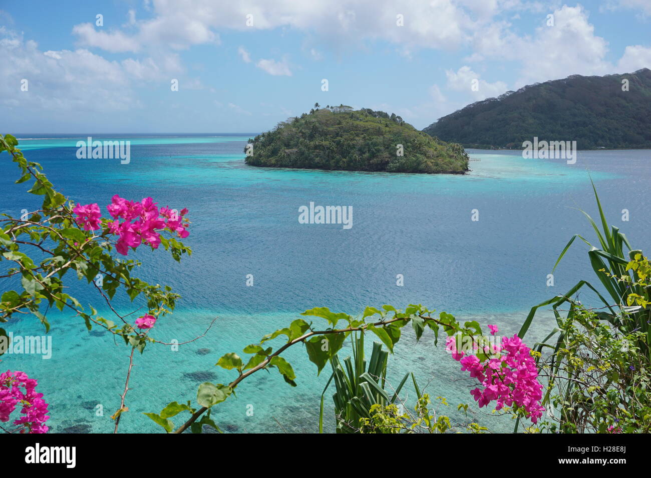 Tropical island in the lagoon of Huahine with flowers in foreground, motu Vaiorea, Bourayne bay, Pacific ocean, French Polynesia Stock Photo