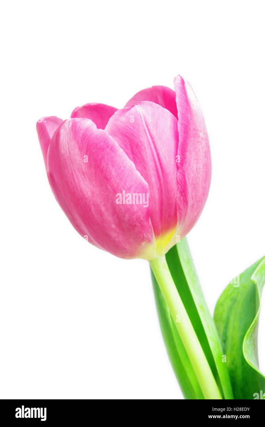 beautiful pink tulip on white background Stock Photo - Alamy