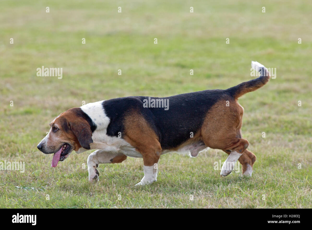 Basset Hound (Canis lupus familiaris). Pack animals bred to hunt Brown Hares (Lepus europaeus) in the field. Stock Photo