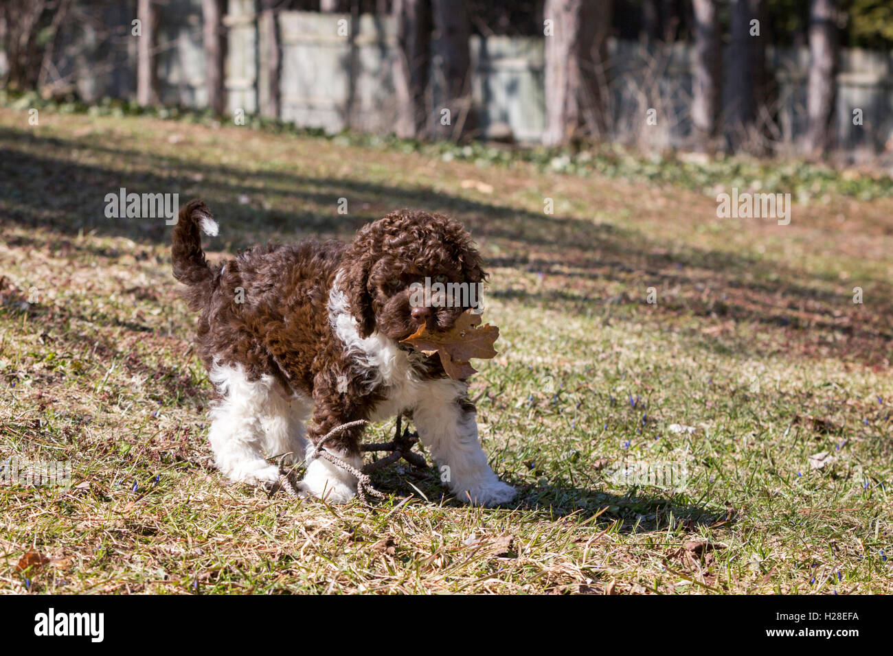 Cute curly puppies sale