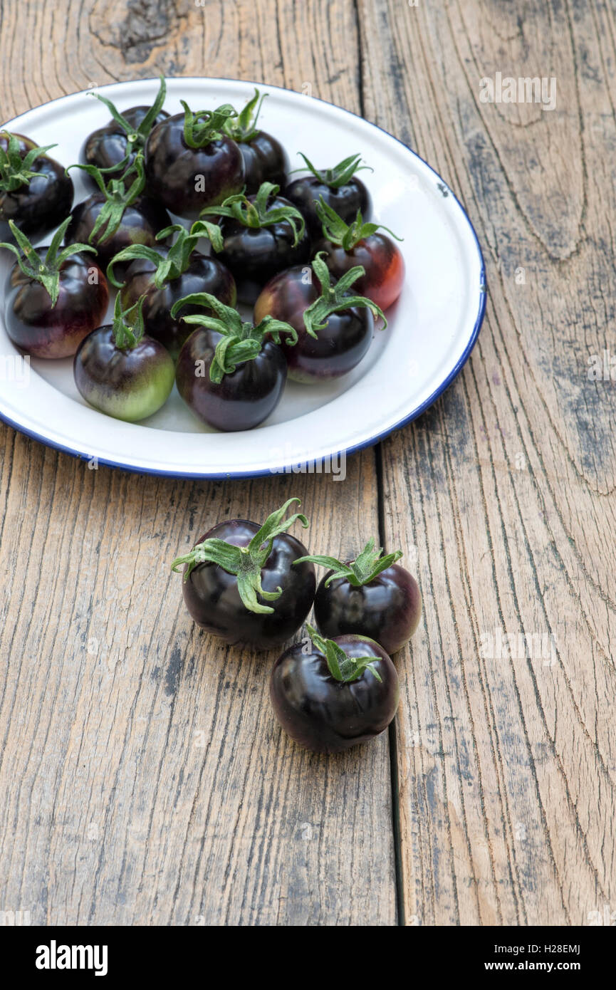 Solanum lycopersicum. Picked Black Tomatoes Indigo Rose on an enamel plate Stock Photo