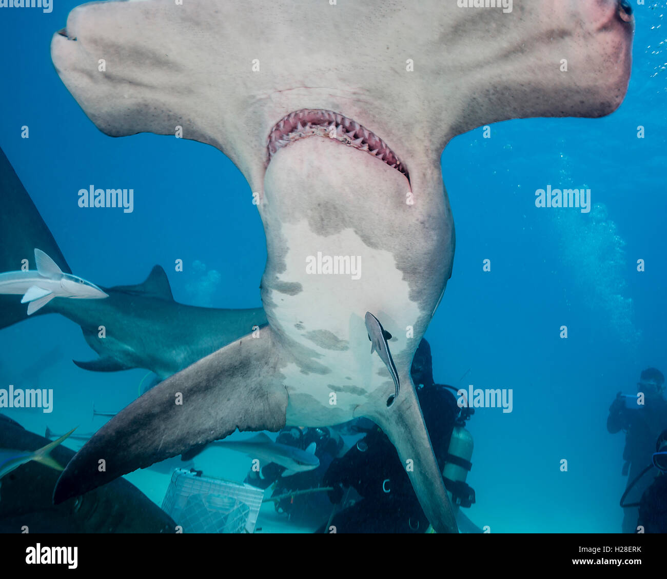 Hammerhead shark underwater at Bimini, Bahamas Stock Photo Alamy