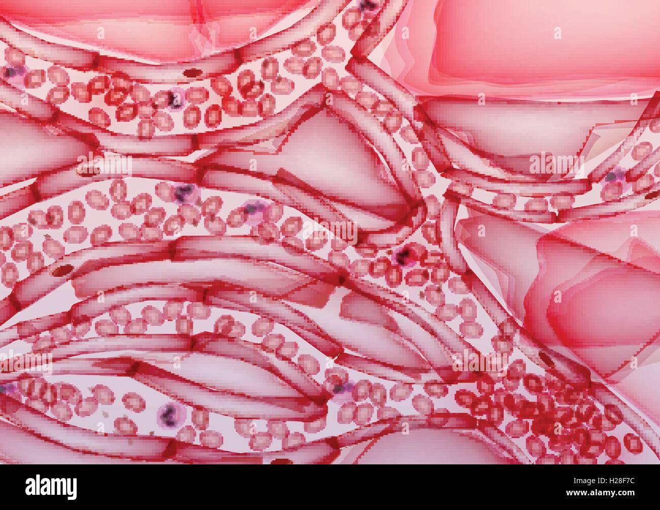 Blood Vessels Under Microscope