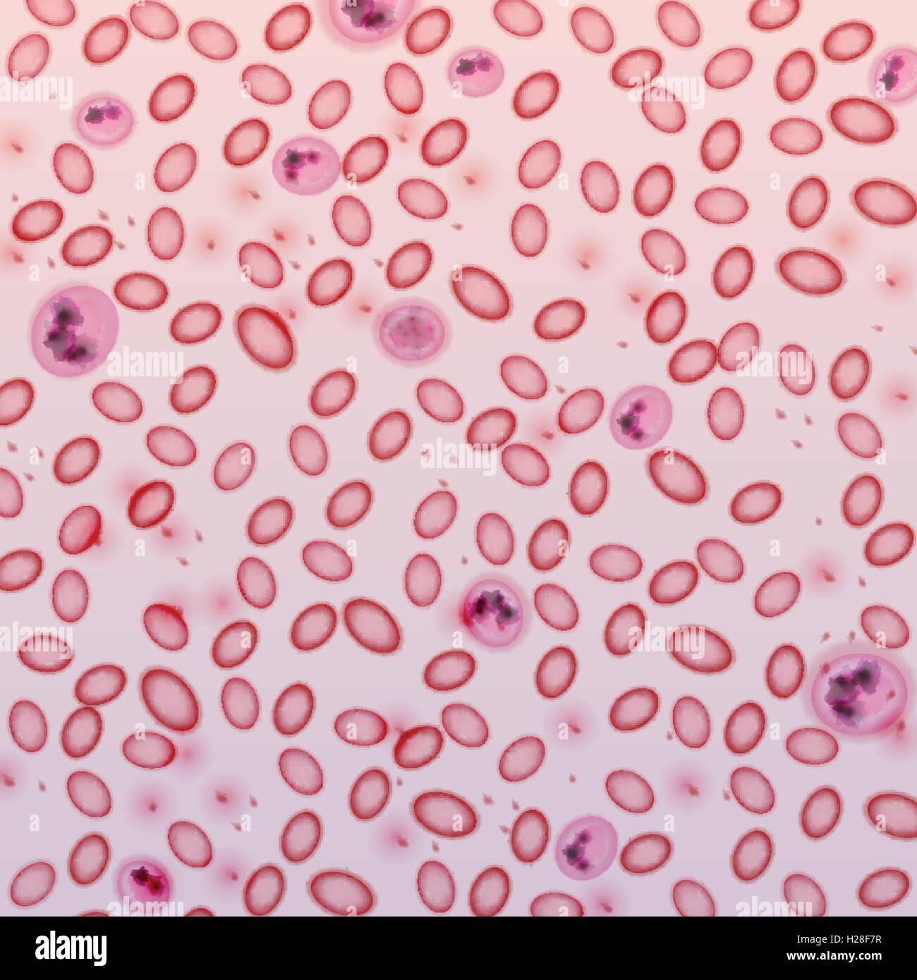 Blood Cells in Plasma - Vector Illustration Stock Vector