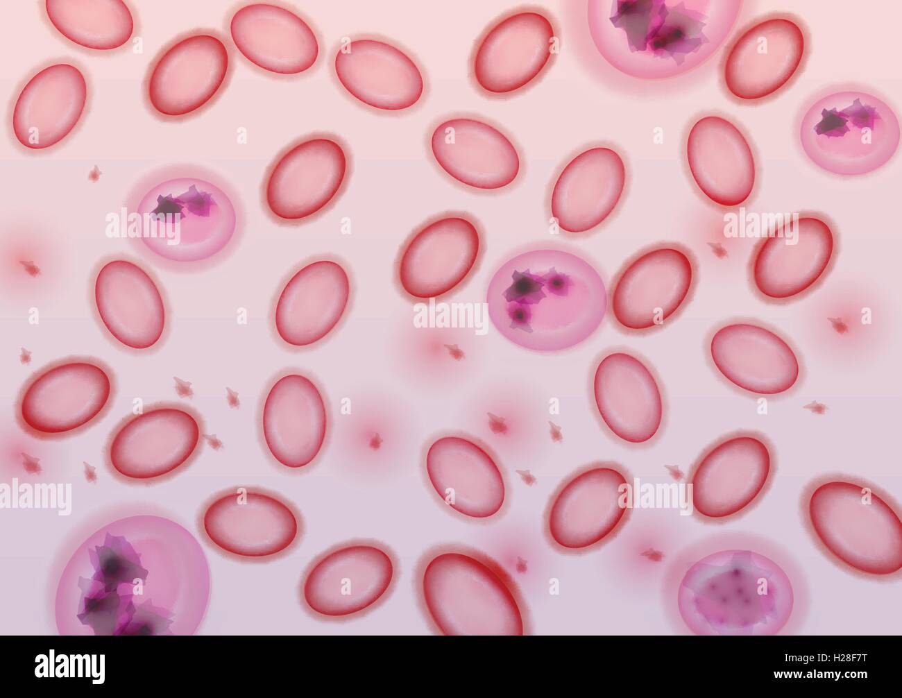 Blood Cells in Plasma - Vector Illustration Stock Vector