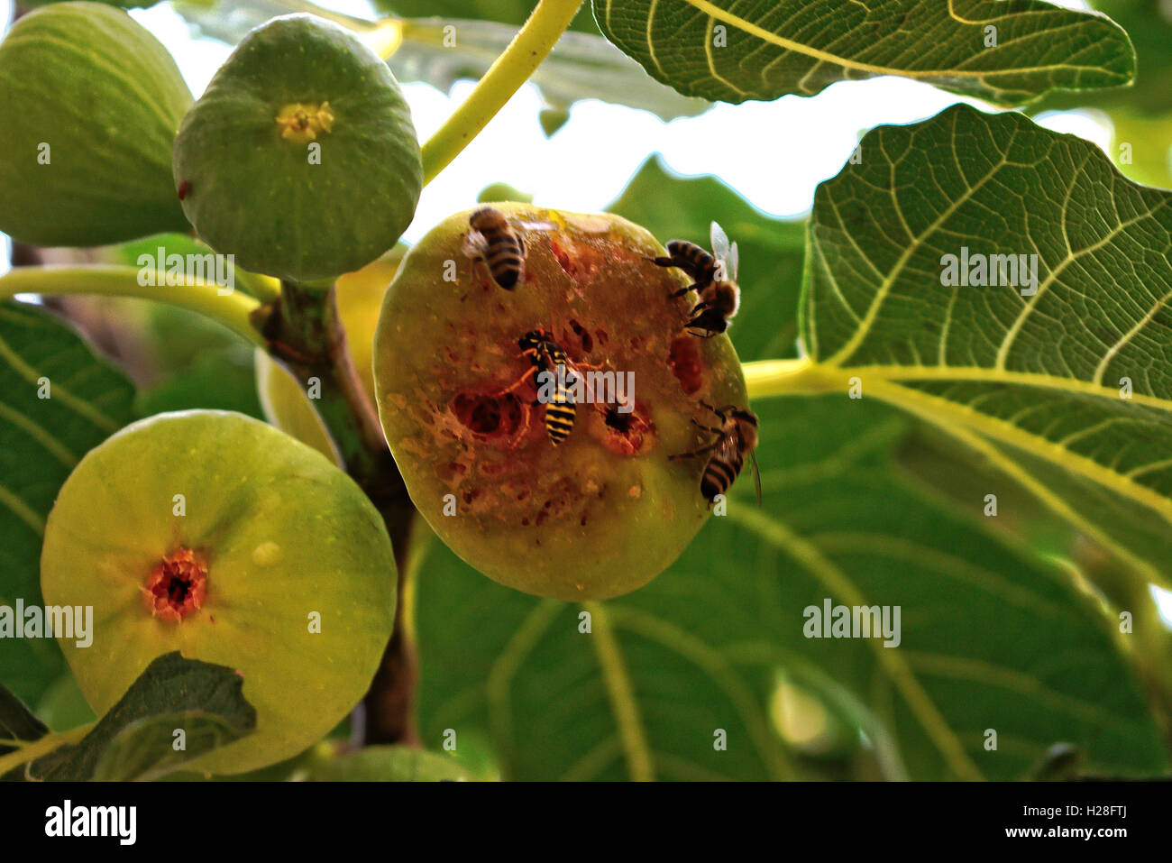 Fig Wasps High Resolution Stock Photography and Images Alamy
