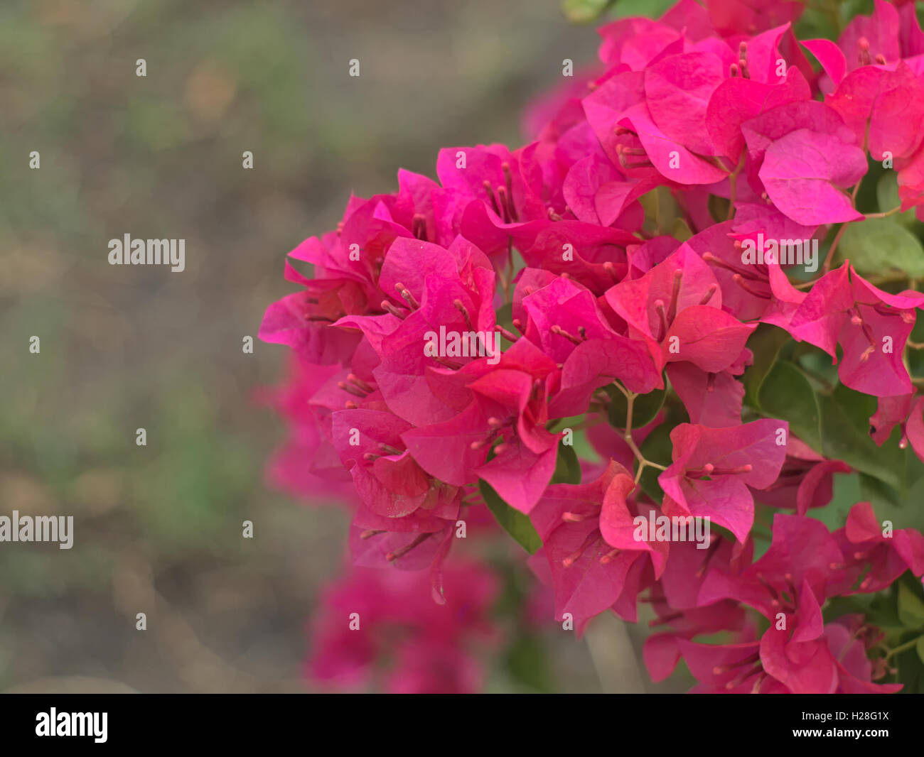 pink Nerium oleander with leaves in the garden Stock Photo