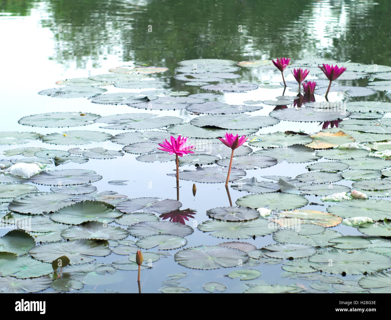 Water lilies, Nymphaea lotus, or Nymphaeaceae in a pool Stock Photo