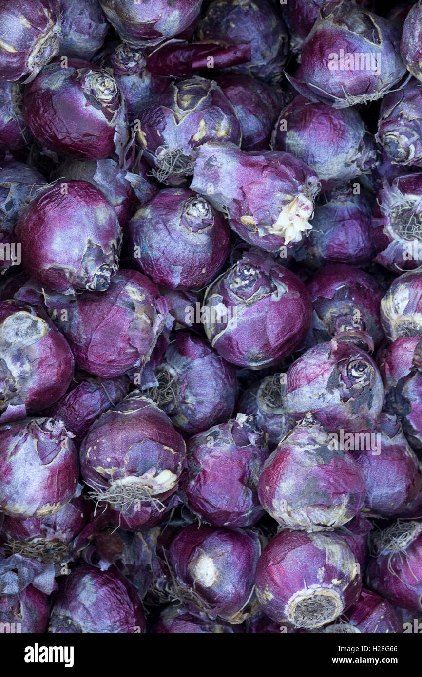 Purple sensation bulbs Stock Photo