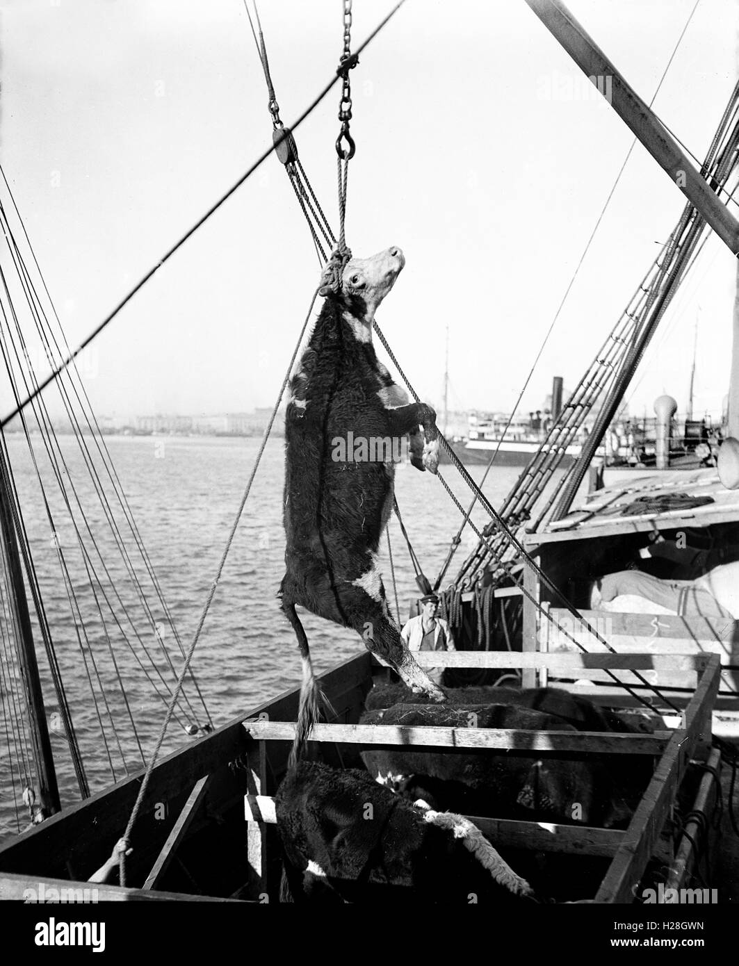 Cattle being winched onto a ship for export in 1910 Stock Photo