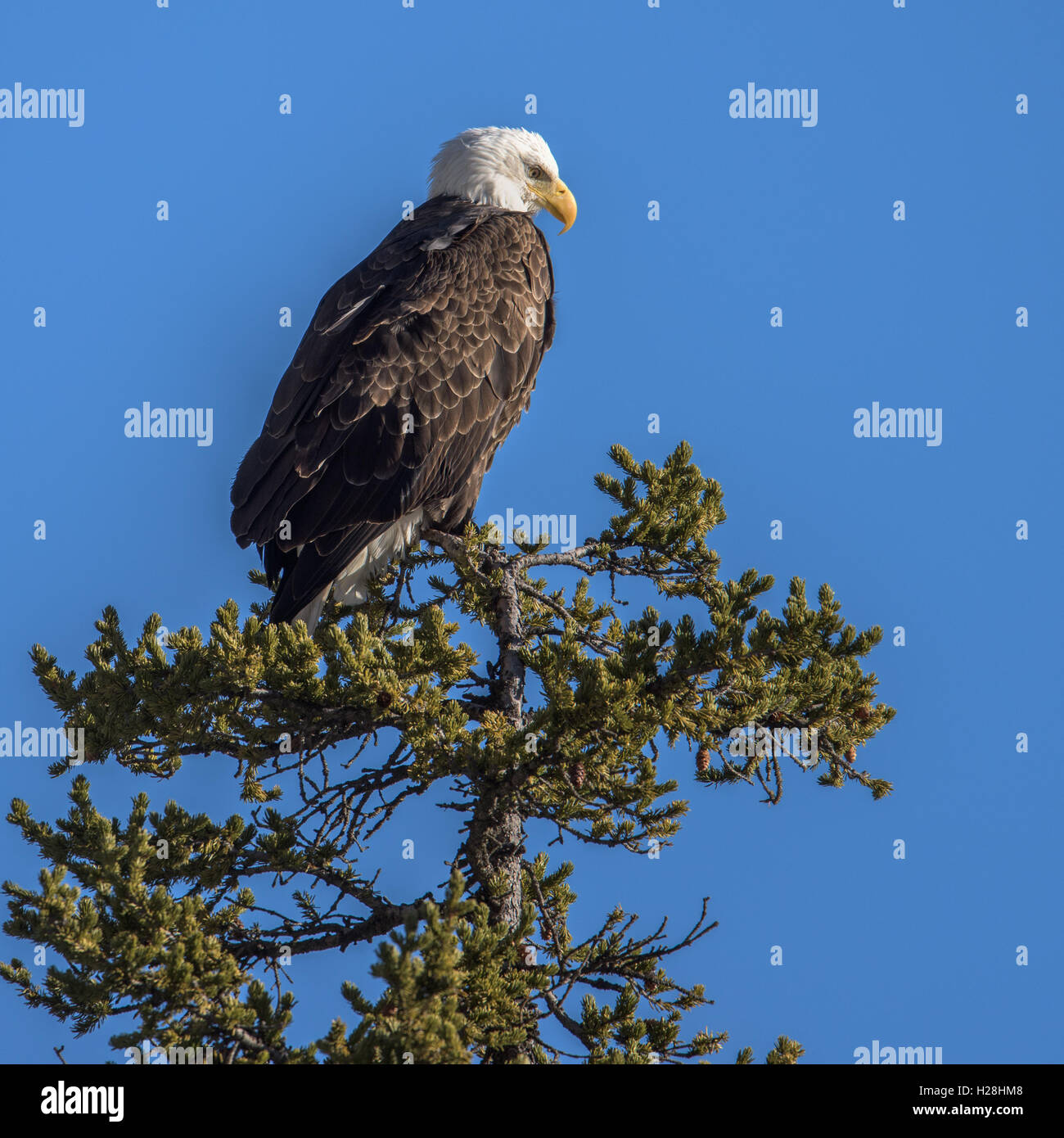 Bald eagle on a tree, Yellowstone National park, wyoming Stock Photo