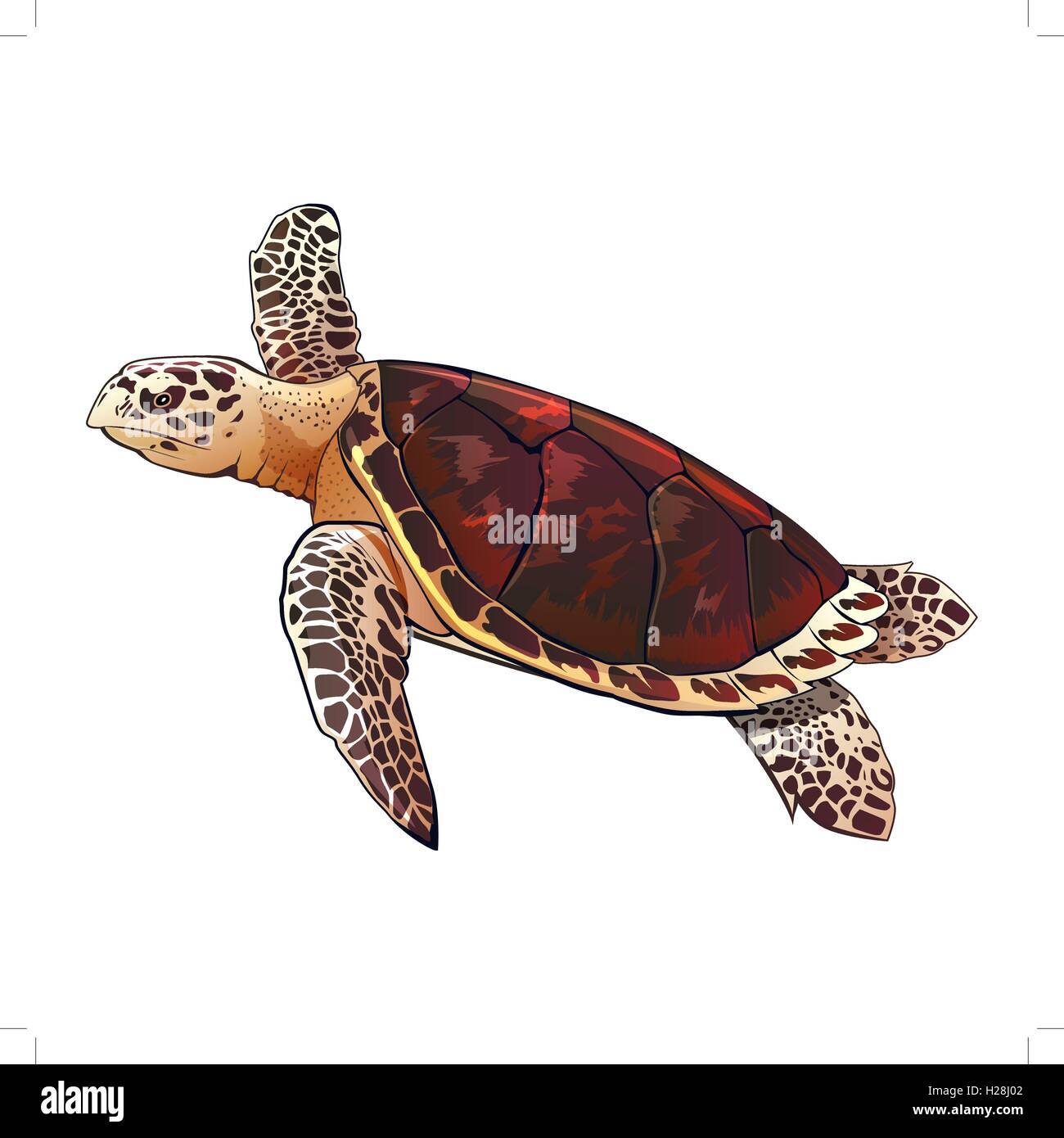 Sea Turtle Illustration Stock Vector Image & Art - Alamy