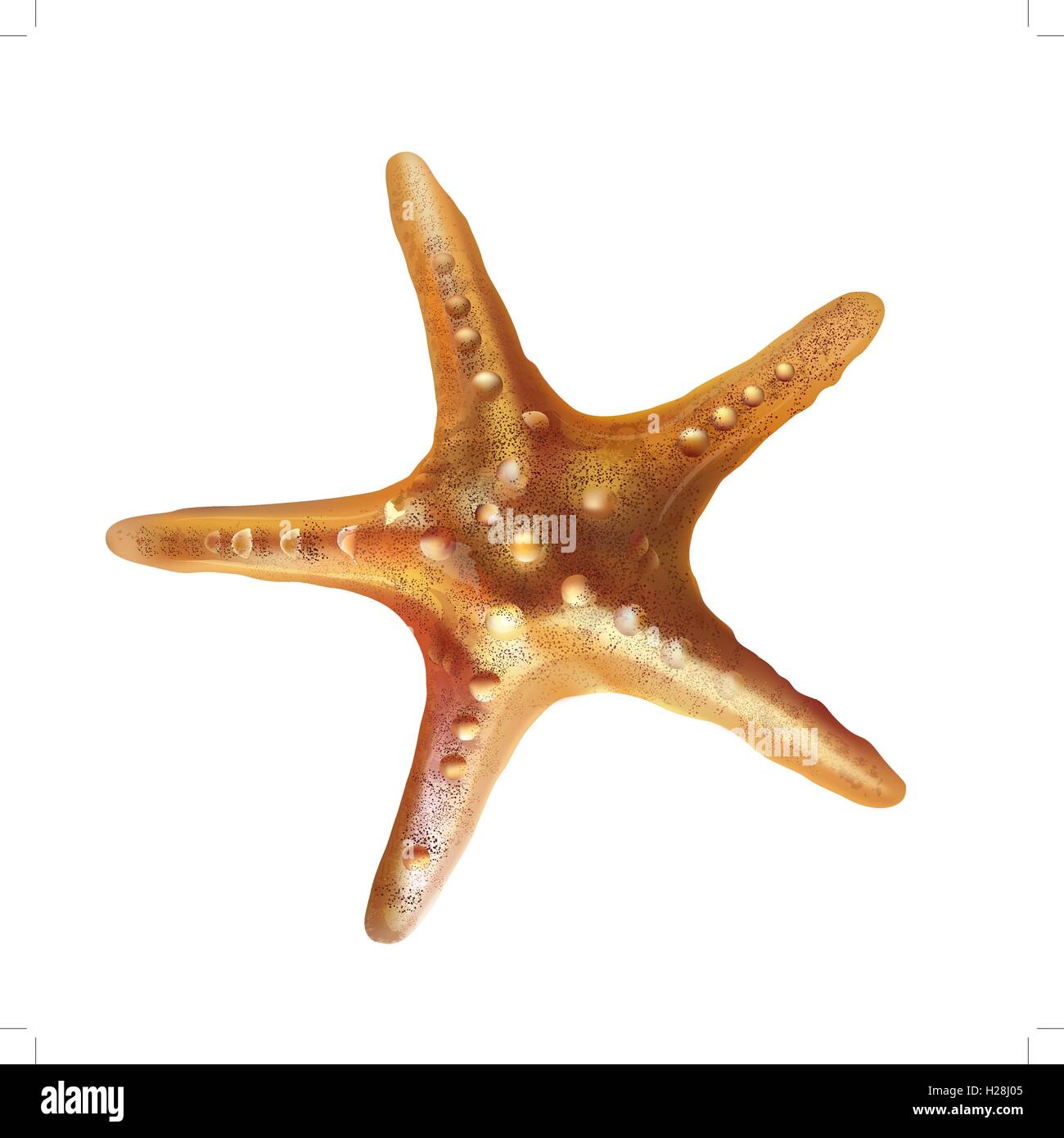 Sea Starfish Illustration Stock Vector Image & Art - Alamy