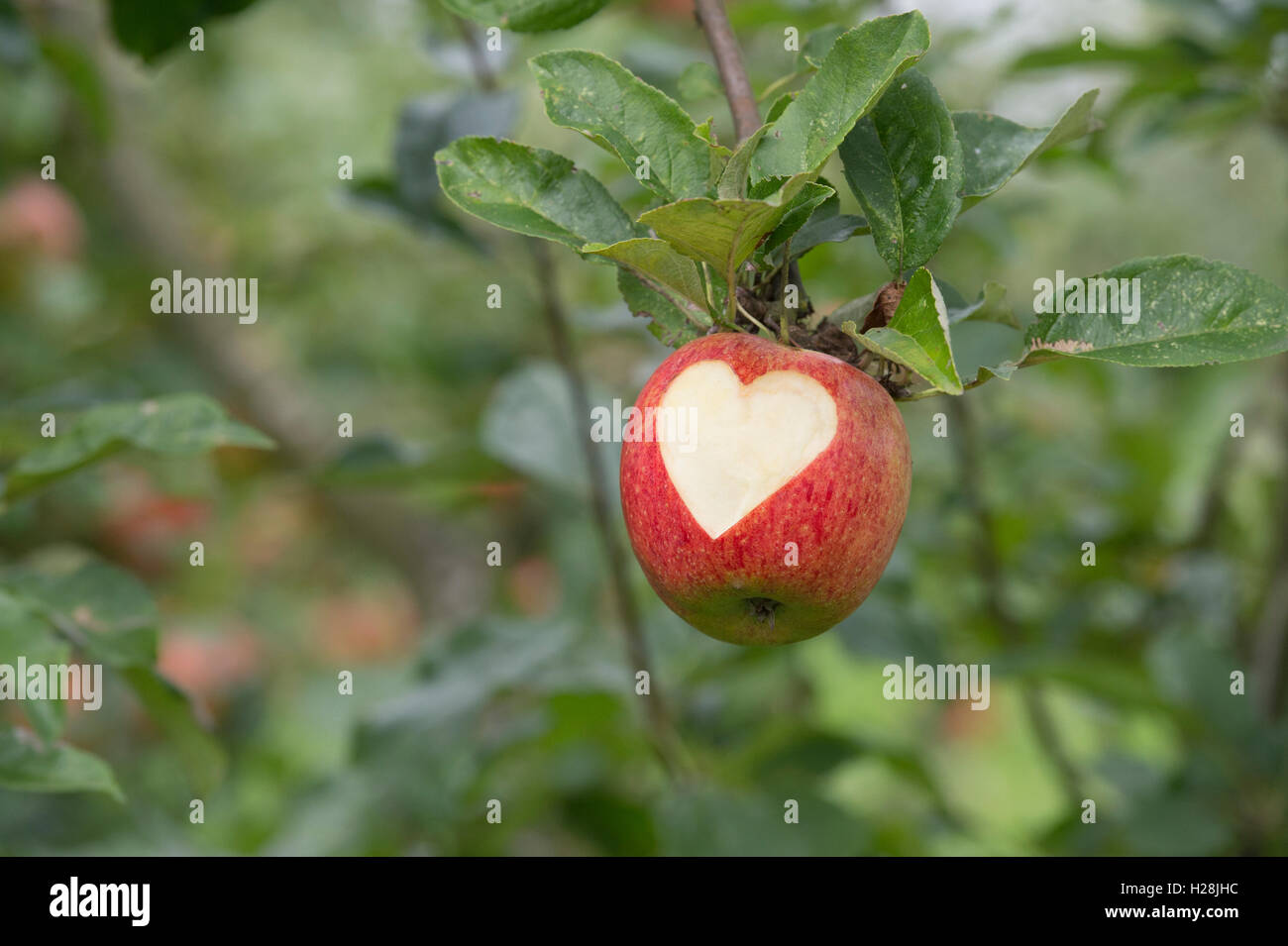 Malus domestica. Heart shape cut into Apple 'Charles ross' on the tree Stock Photo