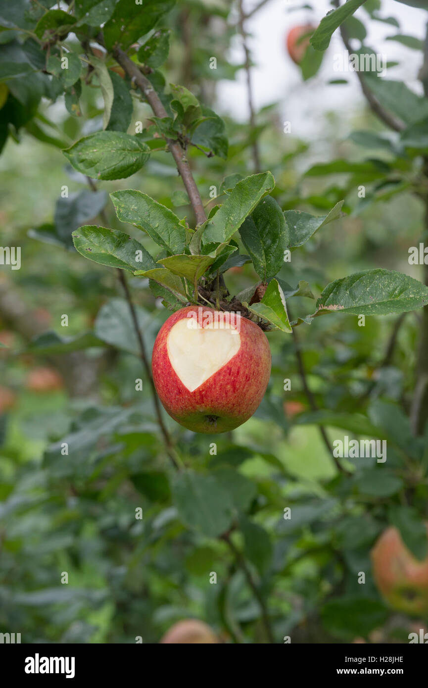 Malus domestica. Heart shape cut into Apple 'Charles ross' on the tree Stock Photo