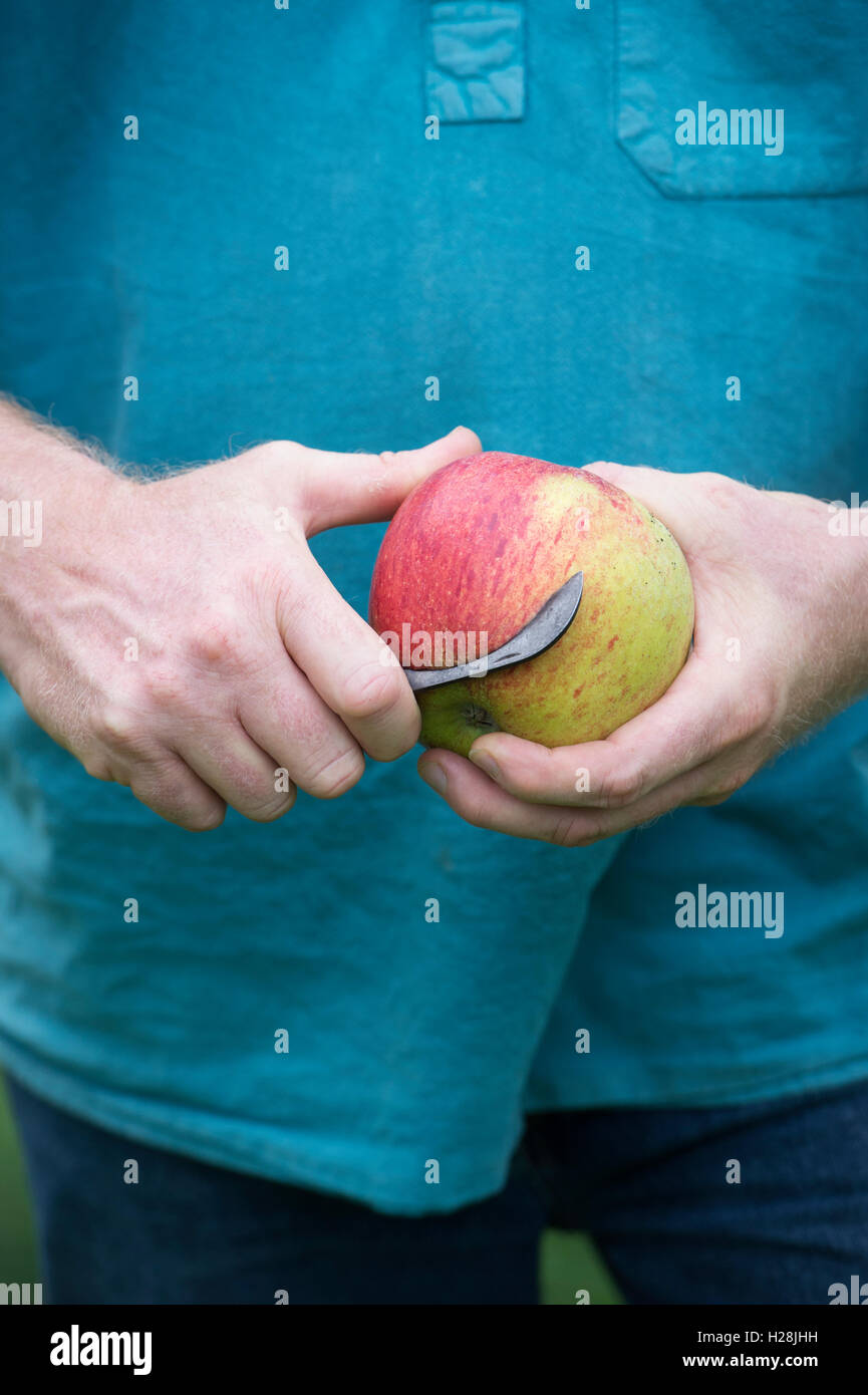 Malus domestica. Gardener cutting into an Apple 'Charles ross' with an old garden knife Stock Photo