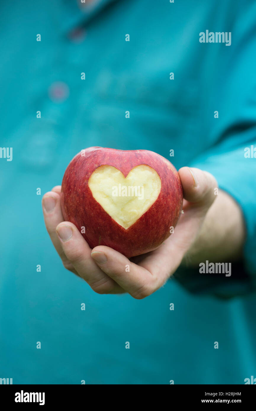 Malus domestica. Gardener holding Apple 'Charles ross' with a heart shape cut into it Stock Photo