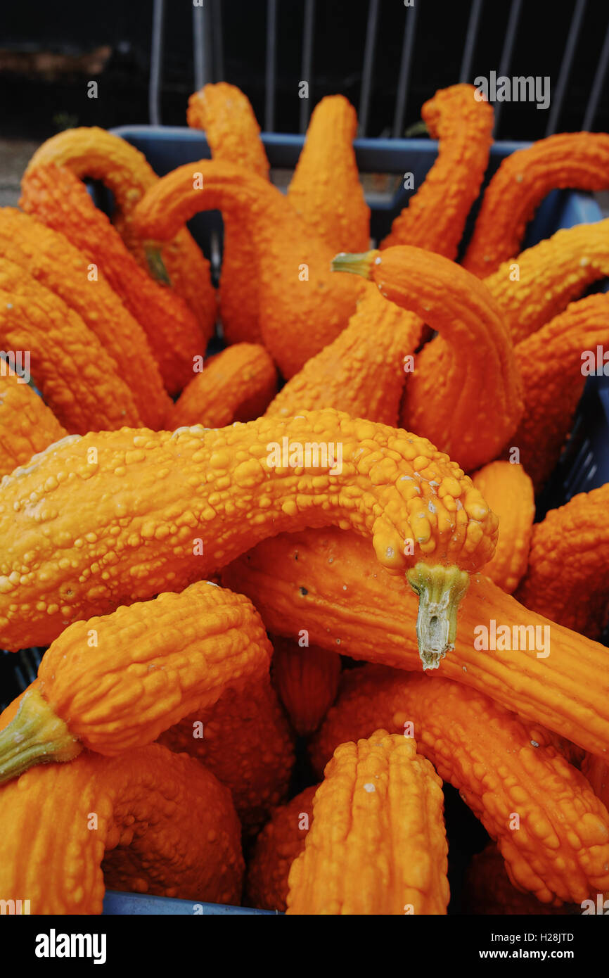 Diverse assortment of colorful pumpkins. Autumn harvest Stock Photo - Alamy