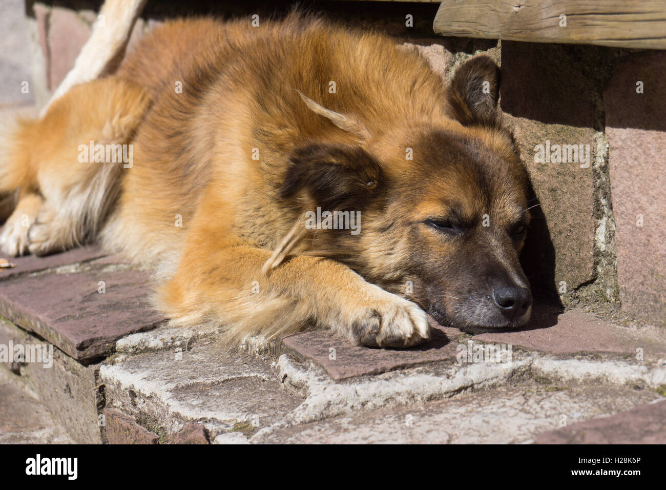 Working sheep dog sleeping in the sun. Stock Photo