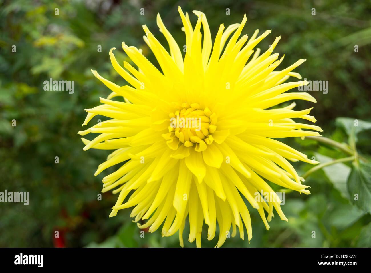 Dahlia Kennemerland, large yellow Dahlia flower. Stock Photo