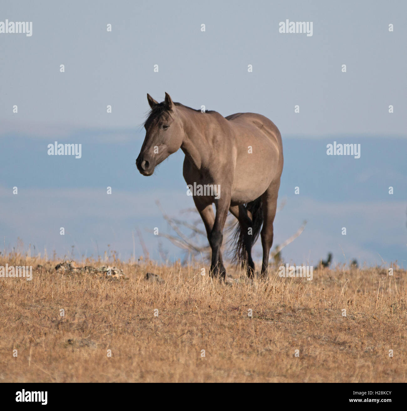 Wild Horse Grulla Gray colored Mare on Sykes Ridge above Teacup Bowl ... Wild Horse Grulla Gray colored Mare on Sykes Ridge above Teacup Bowl ...