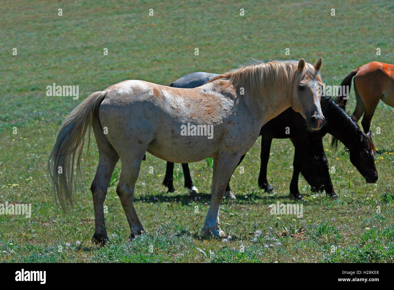 Wild Horse Mustang Palomino Stud Stallion in the Pryor Mountain Wild