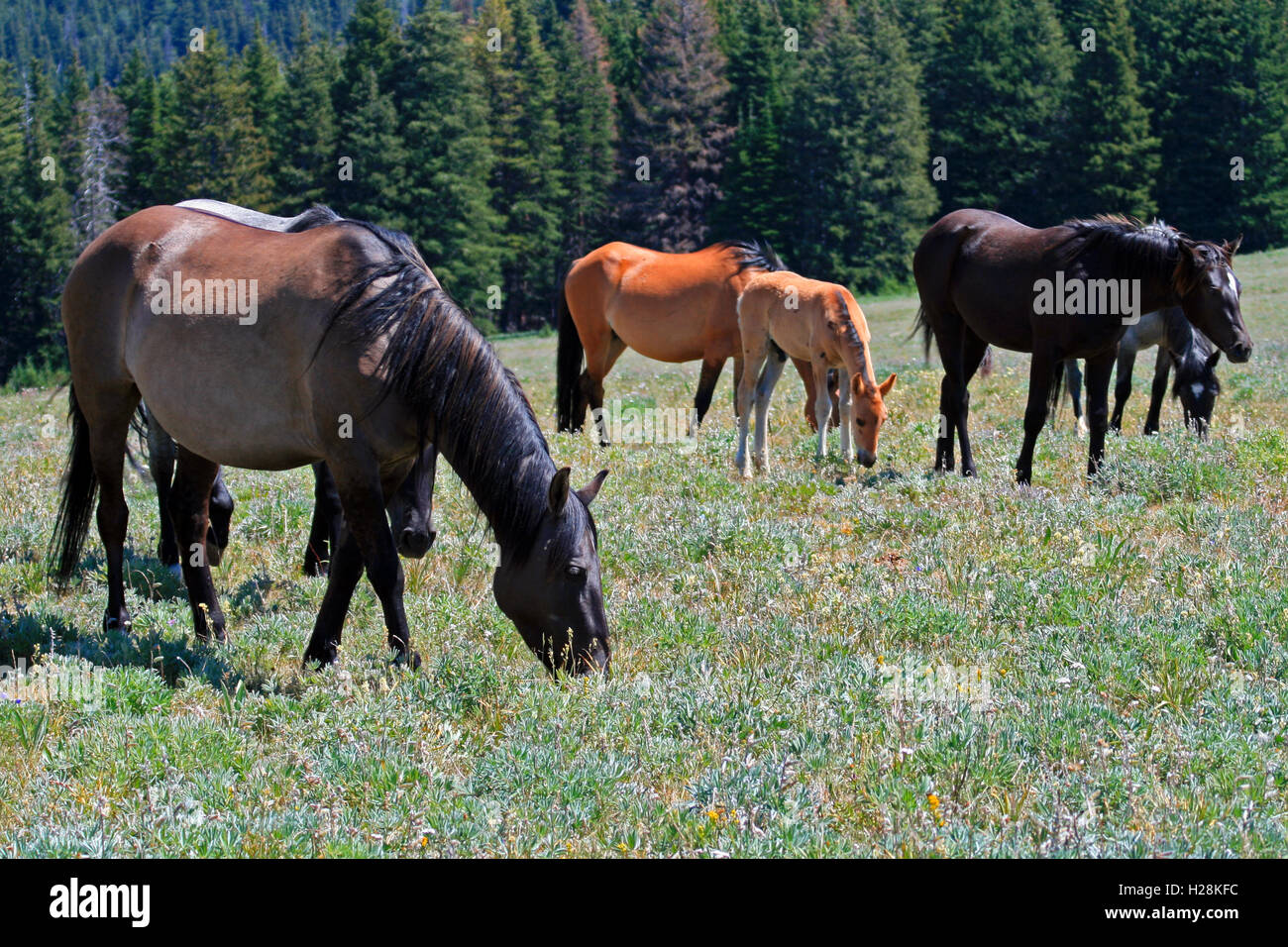 Band of Wild Horse Mustangs in the Pryor Mountains Wild Horse Range in