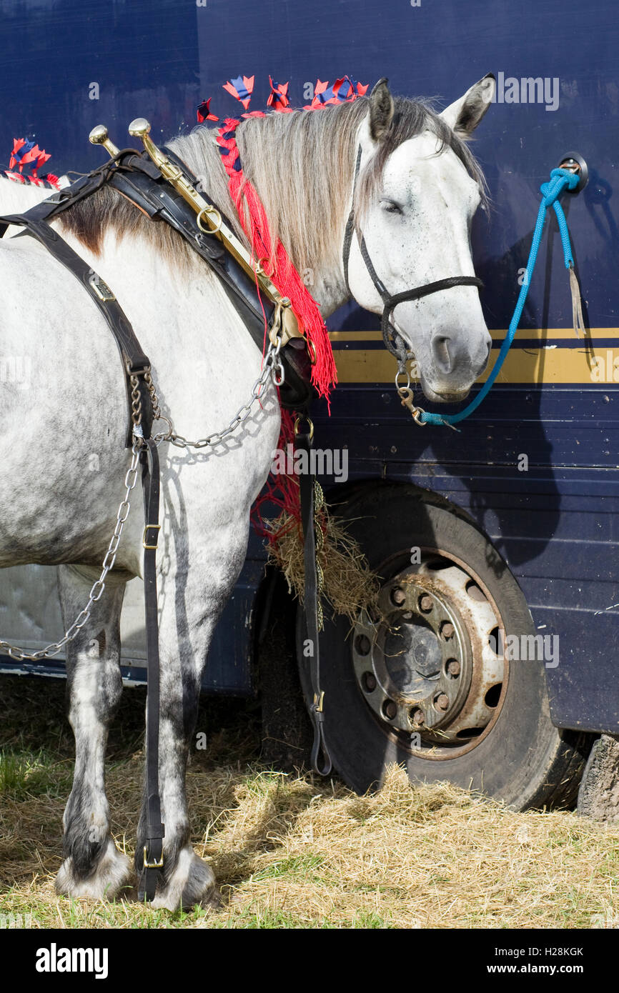 Shire horse in harness Stock Photo Alamy