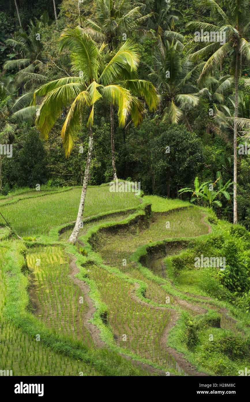 Indonesia, Bali, Tampaksiring, Gunung Kawi, steep terraced rice paddy fields above temple complex Stock Photo
