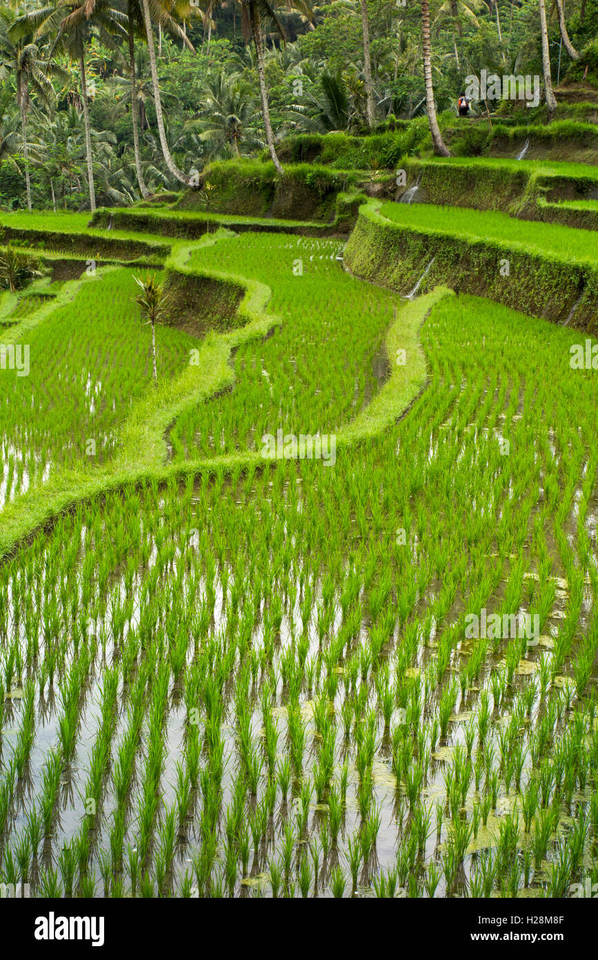 Indonesia, Bali, Tampaksiring, Gunung Kawi, steep terraced rice paddy fields Stock Photo