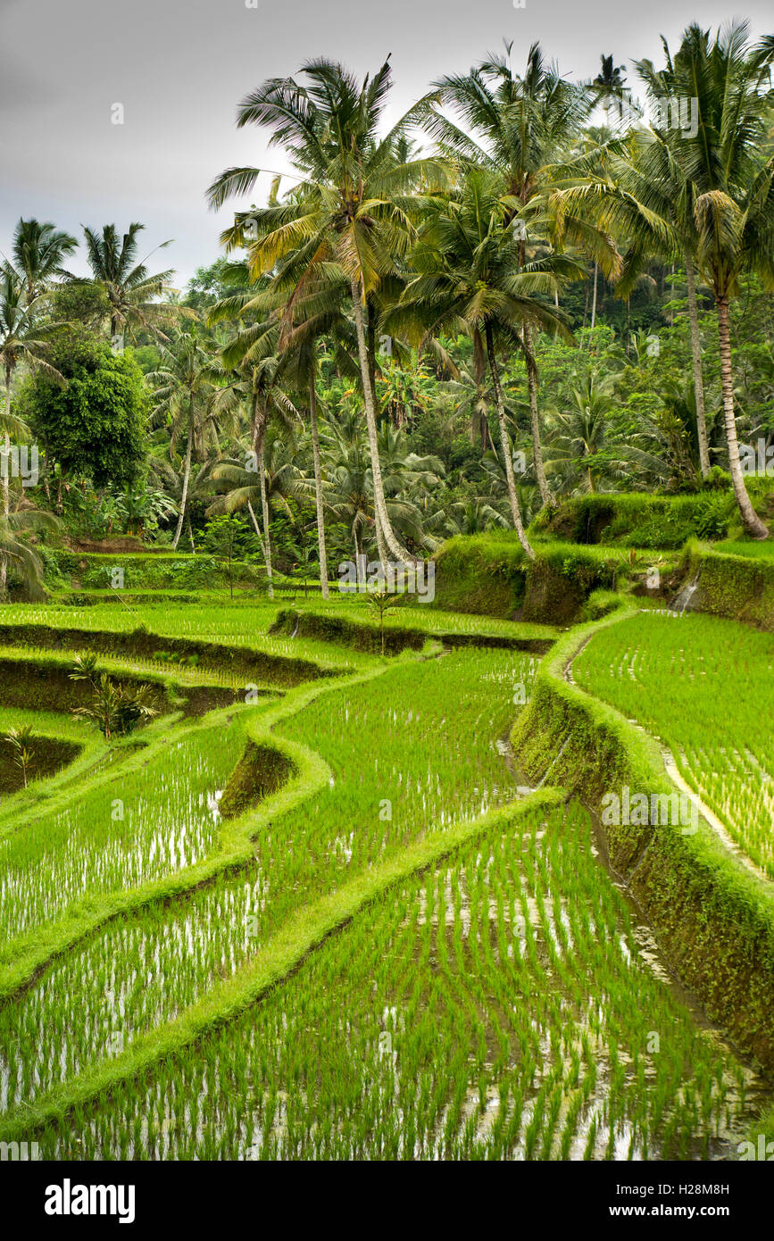 Indonesia, Bali, Tampaksiring, Gunung Kawi Temple complex, irrigated terraced rice fields Stock Photo