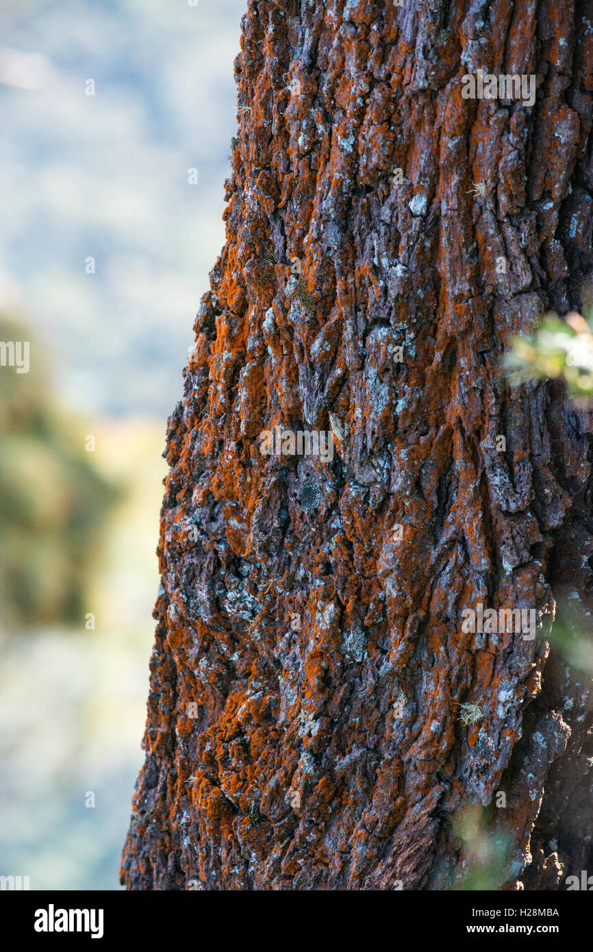 orange fungui on rough tree bark Stock Photo