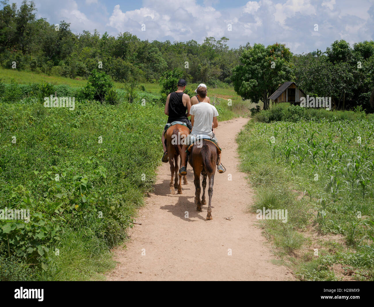 Men riding horses in a field Stock Photo