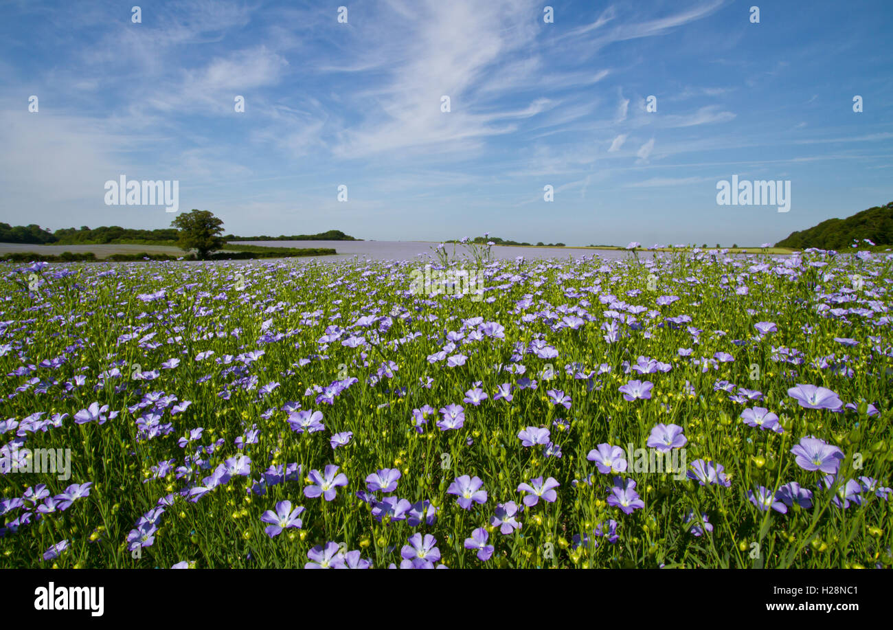 Field of linseed oil plants or flax (Linum usitatissimum)  in full blue flower Stock Photo