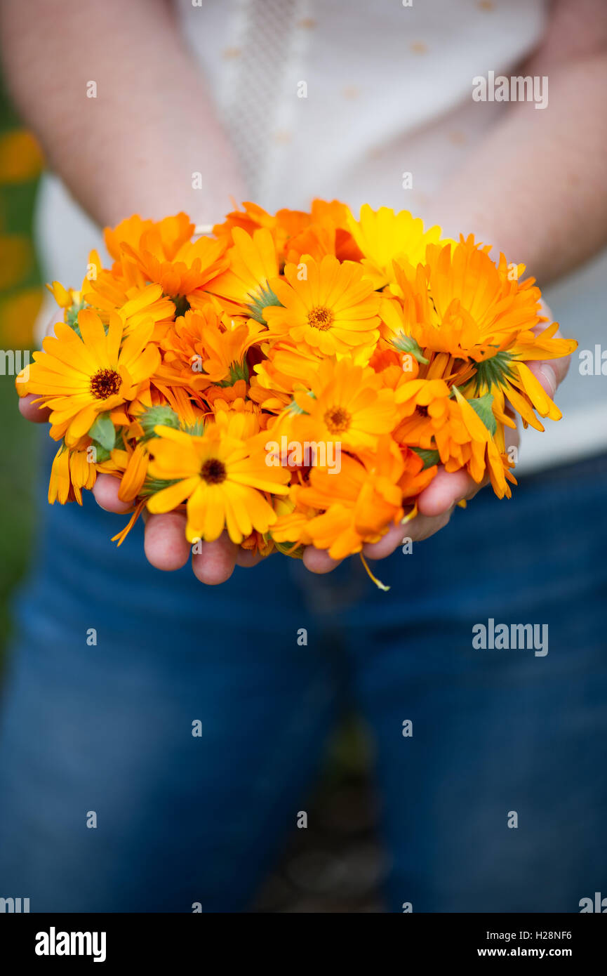 Calendula being held out to camera Stock Photo