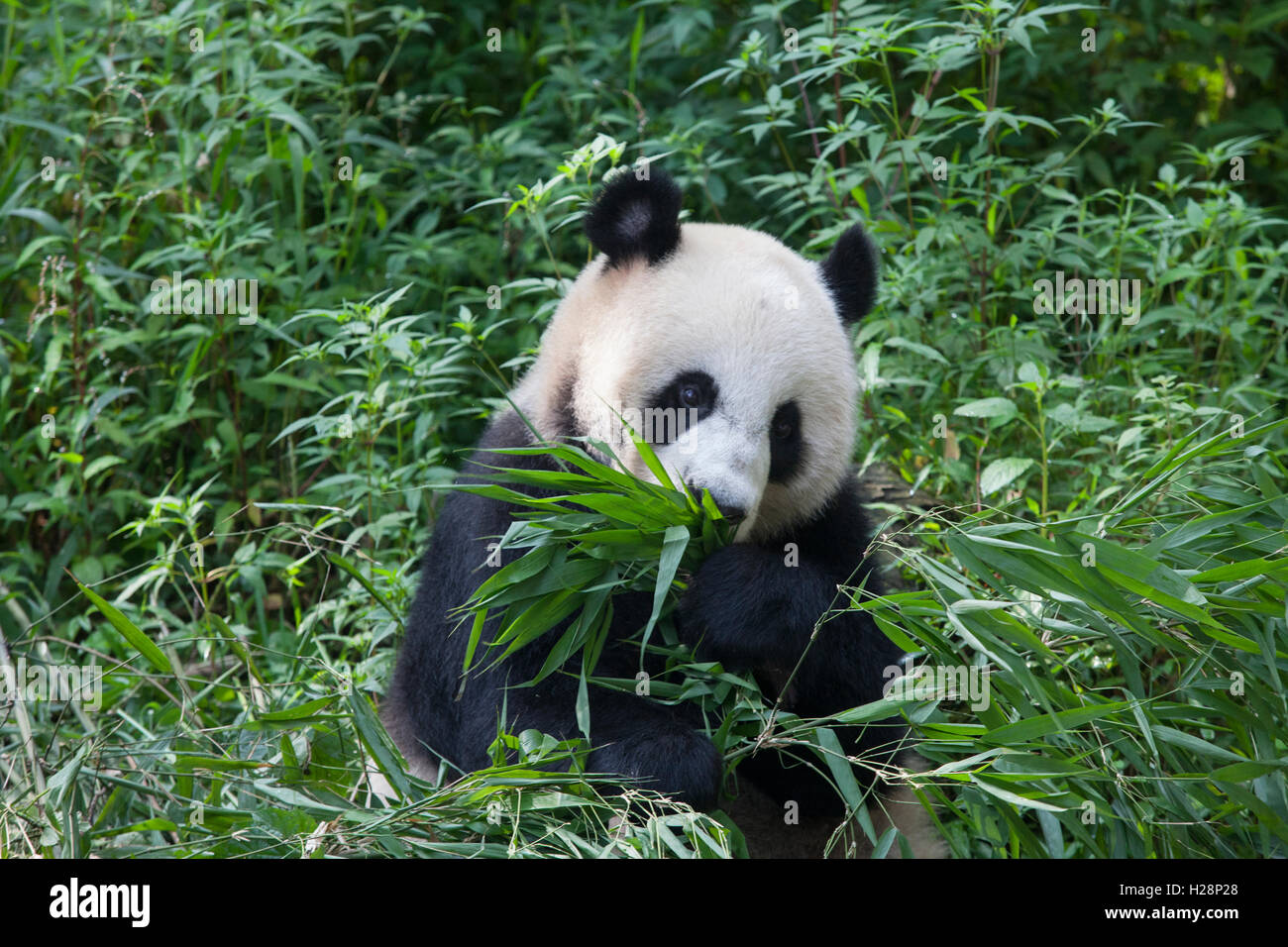 Panda bear is eating bamboo leaves at Bifengxia National Panda Reserve in Sichuan, China Stock Photo