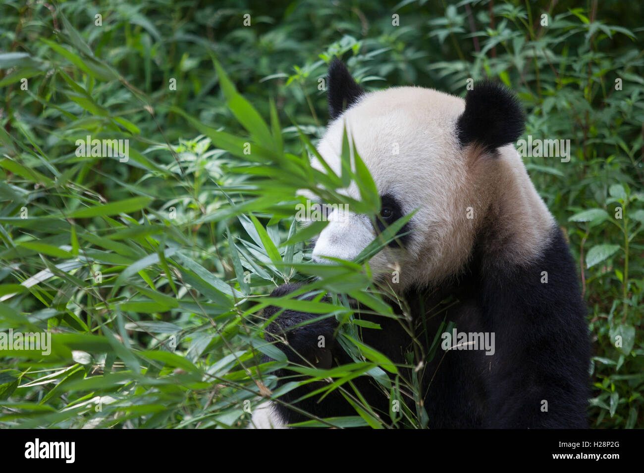 Panda bear is eating bamboo leaves at Bifengxia National Panda Reserve