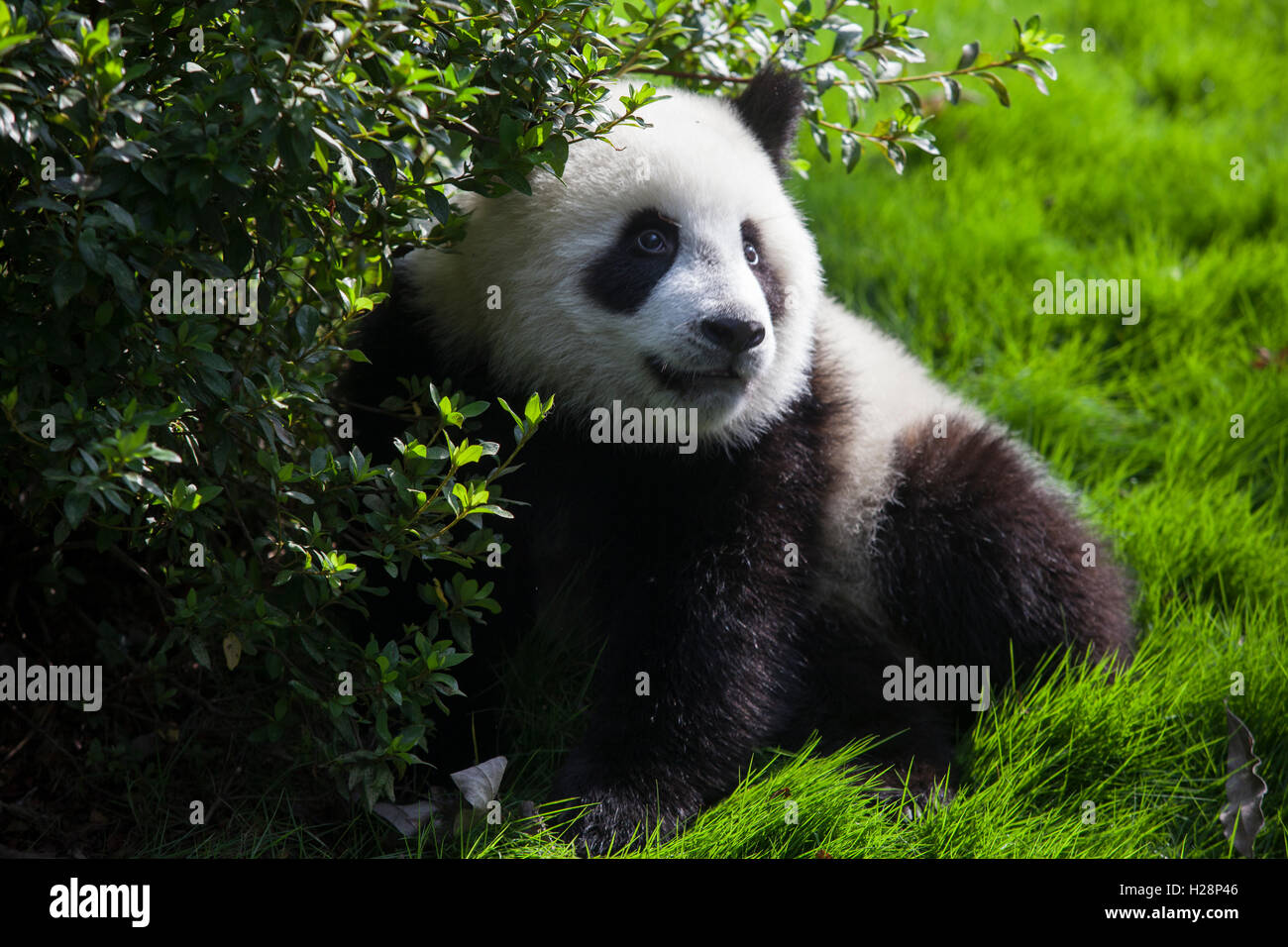 Giant panda bear hi-res stock photography and images - Alamy