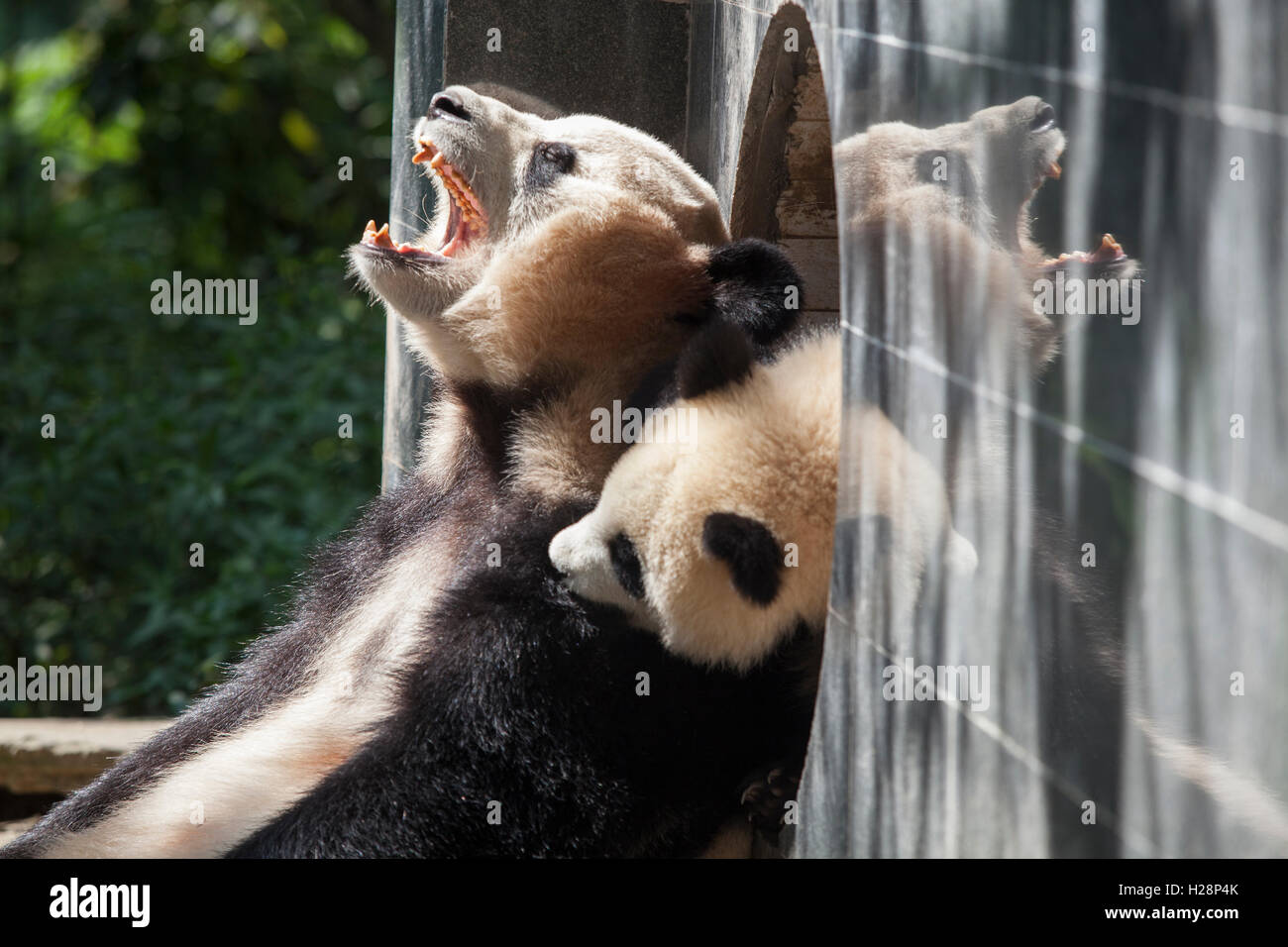 Mother And Baby Panda Bear Are Playing At Bifengxia Panda Reserve Sichuan Ya An China Stock Photo Alamy Mother And Baby Panda Bear Are Playing At Bifengxia Panda Reserve Sichuan Ya An China Stock Photo Alamy