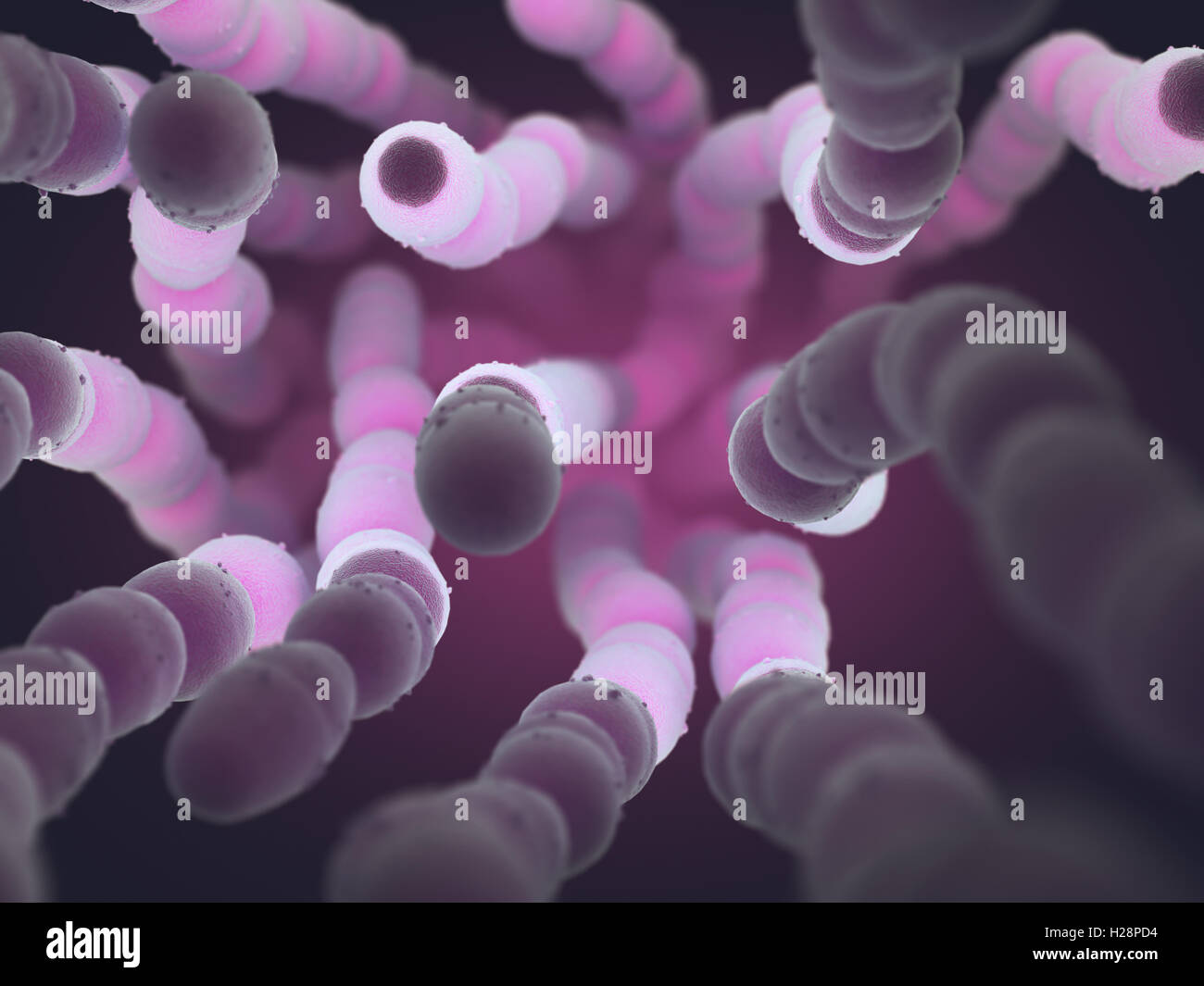 Streptococcus pneumoniae, or pneumococcus, is a gram-positive bacteria responsible for many types of pneumococcal infections. Stock Photo