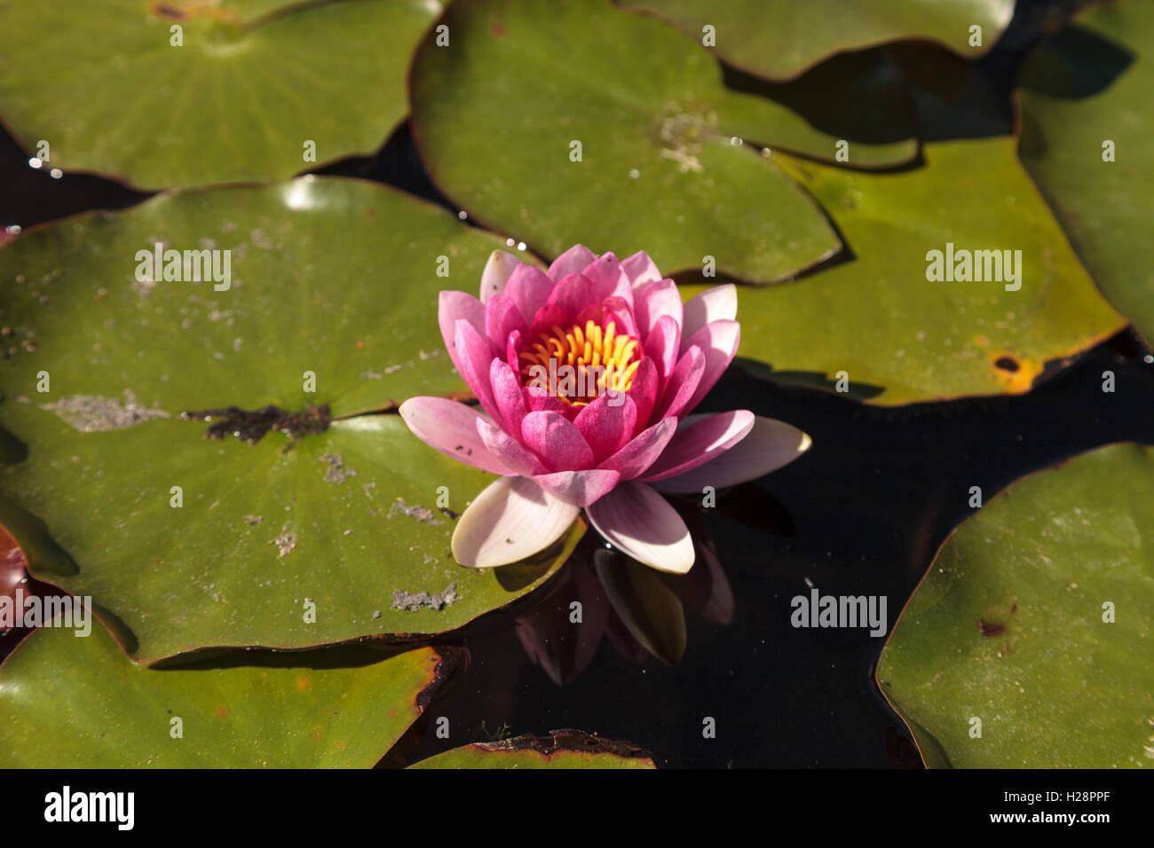 Water lily flower on top of a koi pond in Southern California Stock
