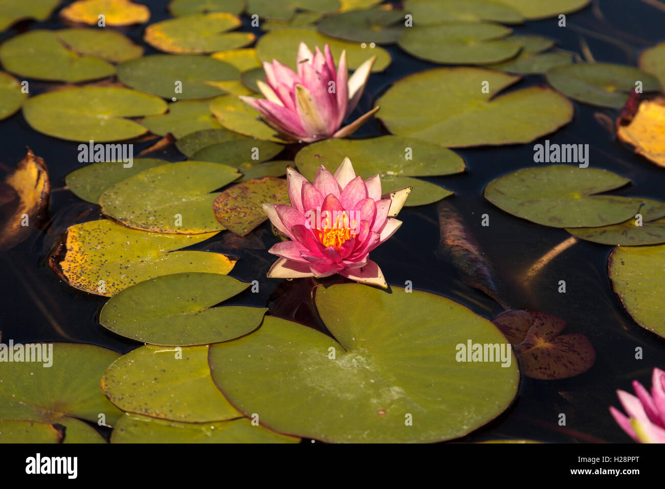 Water lily flower on top of a koi pond in Southern California Stock ...