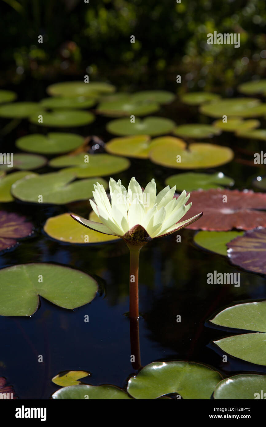 Water lily flower on top of a koi pond in Southern California Stock ...