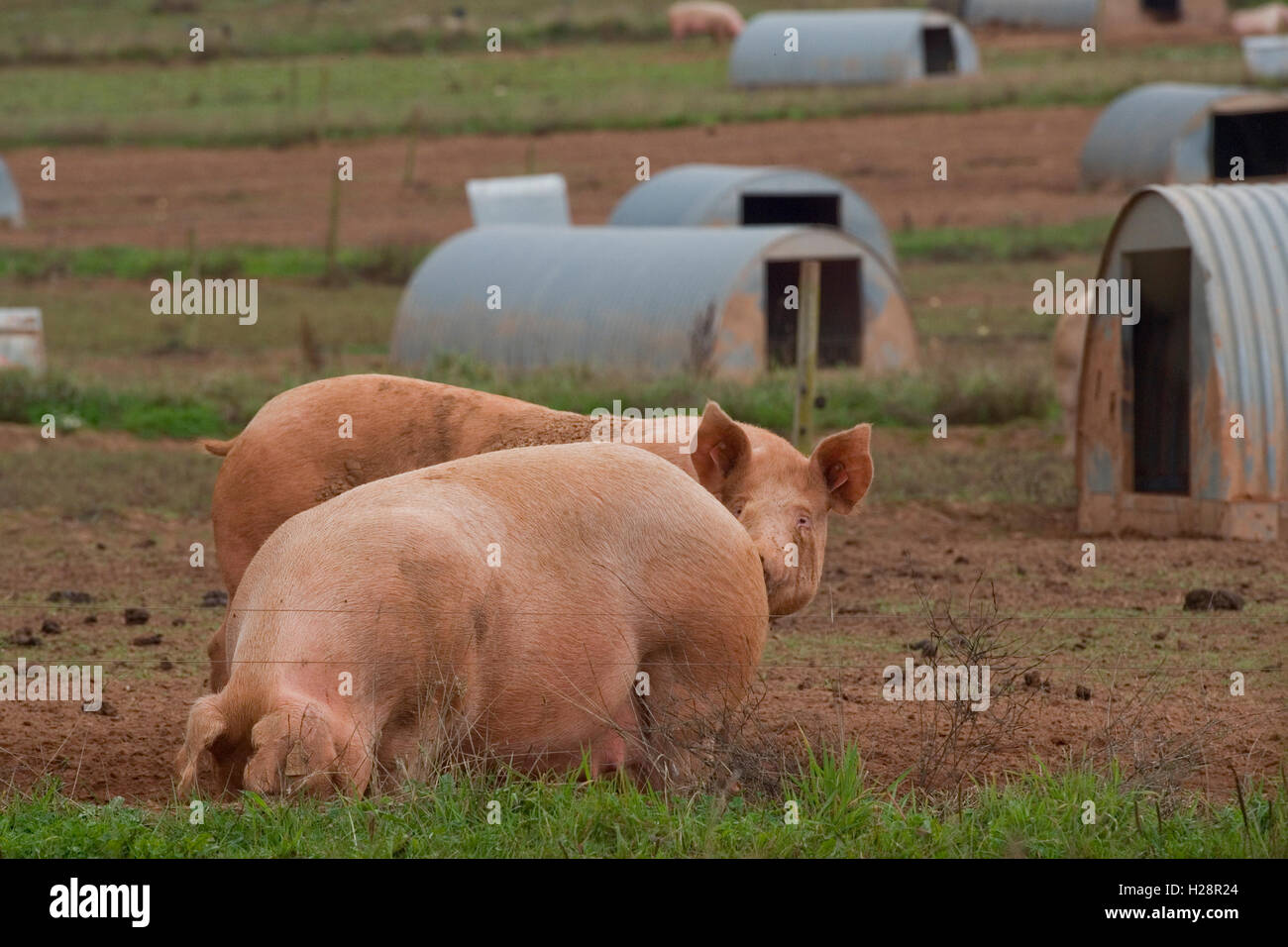 breeding sows on freerange unit Stock Photo