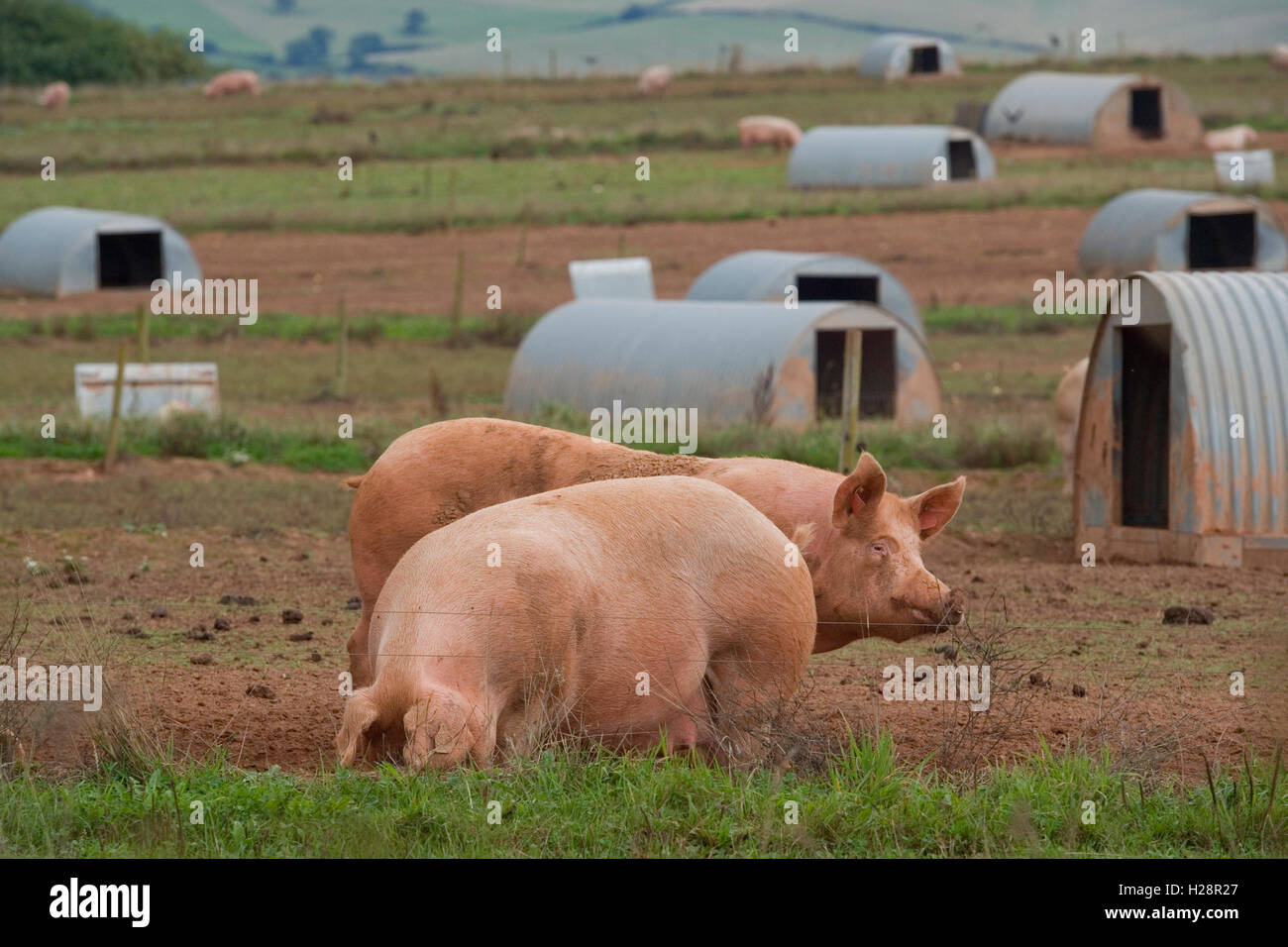 free range pigs Stock Photo